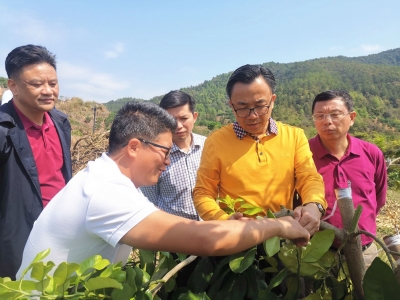 温向芳到梅县区调研梅州柚春季管理及现代农业发展工作：抓好“三春”工作确保粮食安全