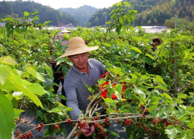 头茬桑葚熟啦！平远八尺这120亩桑田丰收，预计产量达5万斤！