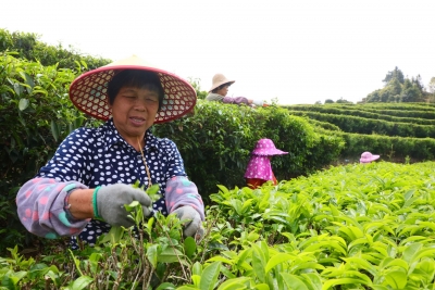 昔日万亩茶田，今欲再振雄风！ ​兴宁市合水镇这样打响茶品牌