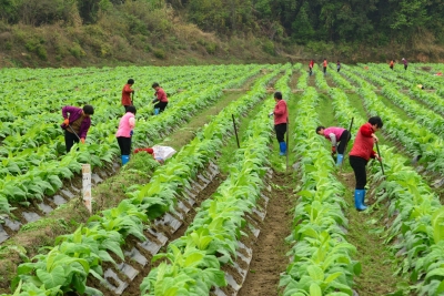 犁地耙田、整枝打杈…平远各地按下“春播键”，一幅幅“春耕图”尽情铺展！