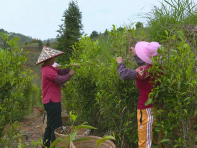 1.52万亩春茶开摘啦！三月平远：好春光 茶飘香 采茶忙