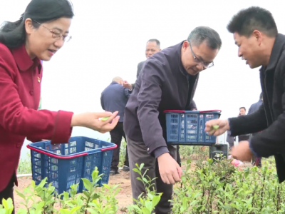 五华“扶贫茶园”首批春茶开采！预计丰产期年产值上千万元