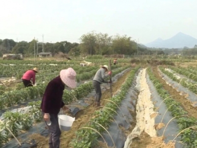 丰顺：人勤春来早  田间地头春耕生产忙 