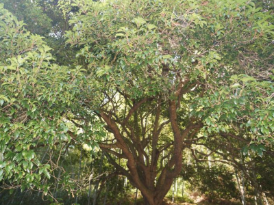 “千年子桂”成为村民“团宠​”！蕉岭蓝源村的这颗古树不一般...