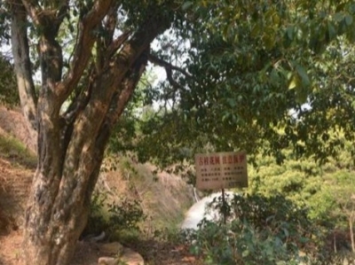 梅州市最美古树名木之桂花——五华县棉洋镇双璜村桂花