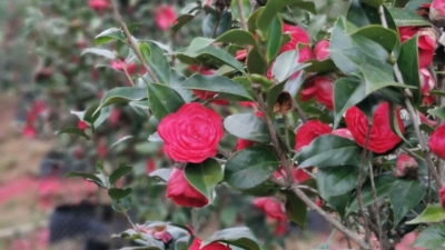 从200亩到1000亩，平远这兄弟俩用茶花拓宽了群众“致富路”