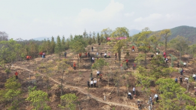 打造美丽丰顺！曾永祥、廖茂忠率队参加全民义务植树活动