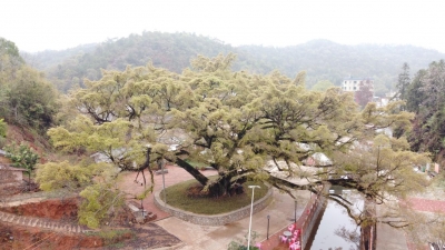 梅州市最美古树名木之榕树：五华县转水镇三源村榕树（雅榕） 