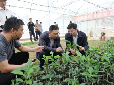 吴泽桐调研“三春”工作：抢农时抓好农业生产 推进农业增产增效