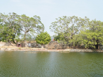 梅州市最美古树名木之榕树：丰顺县汤南镇新楼村榕树群（细叶榕） 