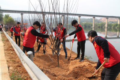 为城市、乡村增色添绿！他们在这条路栽下200多株梅花
