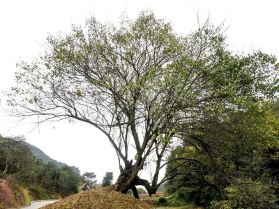 梅州市最美古树名木之梅花：平远县上举镇龙文村梅花（青梅） 