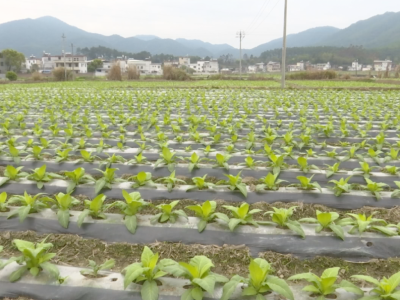 蕉岭：抓农时细管理 “黄金叶”助增收