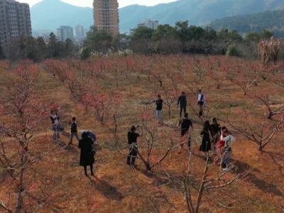 荒山坡变桃花源！五华新增一网红打卡点，不来看看？