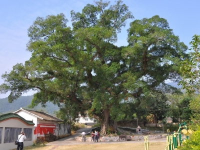 梅州市最美古树名木之榕树：平远县大柘镇程北村榕树（雅榕） 