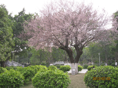 梅州市最美古树名木之梅花：梅江区文化公园梅花岛梅花（桃红宫粉梅） 
