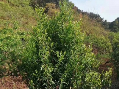 梅州市最美古树名木之茶树：蕉岭县南礤镇蓝源村茶树（锄头茶）