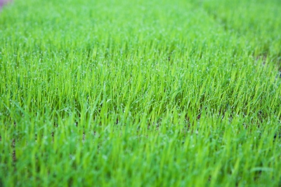 不负农时，蕉岭春耕备耕忙！