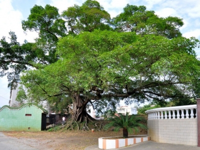 梅州市最美古树名木之榕树：平远县大柘镇梅东村榕树（雅榕） 