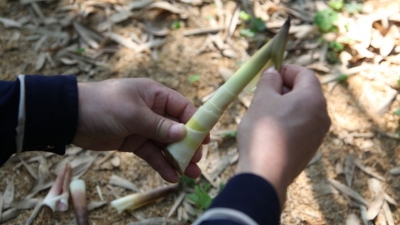 鲜！一大波雷笋来袭...蕉岭广福笋农：都靠它挣了“大钱”！