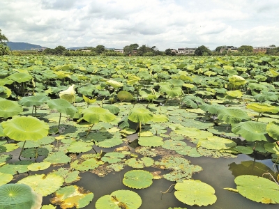 梅江古韵丨黄竹塘：梅城南郊“小西湖”
