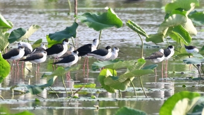 高颜值！大长腿！鸟界“超模”做客梅江区三角镇湾下村