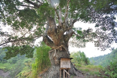 梅州市最美古树名木之蕈树：平远县上举镇八社村蕈树（细柄蕈树） 