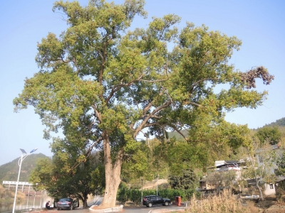 梅州市最美古树名木之樟树：大埔县西河镇车龙村樟树