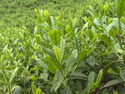 平远锅叾茶香飘四海，茶农圆“增金添绿”的丰收梦