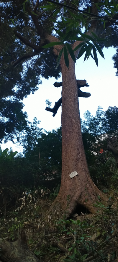 梅州市最美古树名木之蕈树：五华县周江镇红源村蕈树（细柄蕈树）