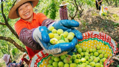 忍住别流口水！梅县三乡的青梅熟啦，酸酸甜甜真开胃~