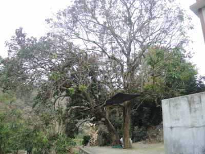 梅州市最美古树名木之龙眼树：大埔县三河镇汇城村龙眼树