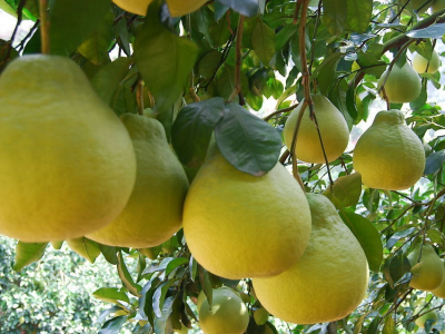 总书记关心的“土特产”，捧起乡村振兴的“金饭碗”