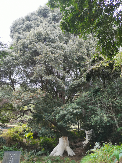 梅州市最美古树名木之蕈树：大埔县银江镇胜坑村蕈树（细柄蕈树）