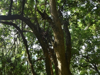 梅州市最美古树名木之龙眼树：大埔县青溪镇蕉坑村龙眼树