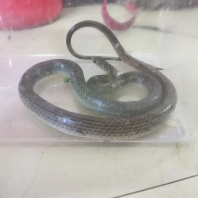 搞点“野味”给娃补身体？蕉岭一男子下田电起了蛇电起了蛙...