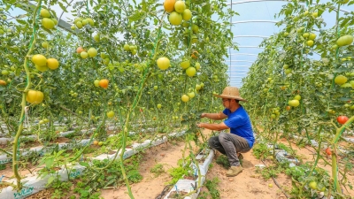 丰收季里的黑科技！梅县丙村东溪村的无土番茄熟啦