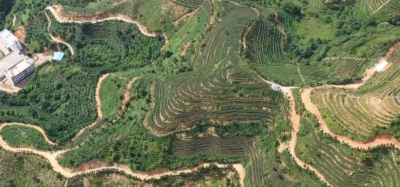 五华今年春茶质量好！总产量约2395吨，快来品~