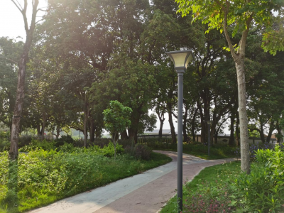 梅州市最美古树名木之龙眼树：蕉岭县三圳镇河西龙眼公园  