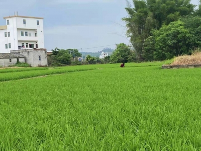 多措并举保春耕！五华已完成春种农作物面积57.89万亩