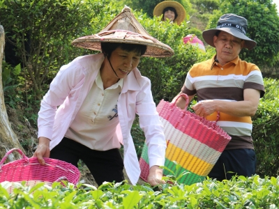 梅江区：春暖茶飘香，“春茶人”正忙！