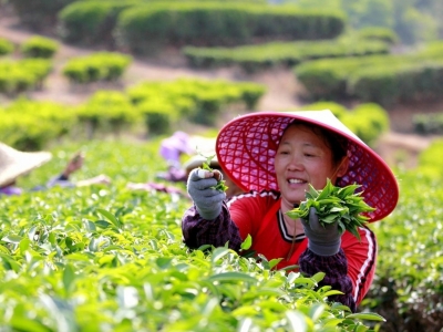 梅州6家茶园入选！第三批广东生态茶园认定名单出炉