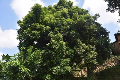 梅州市最美古树名木之龙眼树：大埔县青溪镇长丰村龙眼树