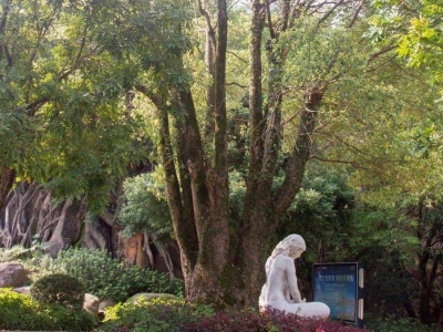 梅州市最美古树名木之樟树：梅州客天下古香樟 