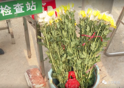 5000支鲜花，让故人在鲜花的芬芳中享受“清明”！