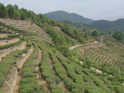 蕉岭黄坑茶：“修炼内功”坚守品质，绿叶子变成“金叶子”