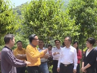 操君喜到丰顺县调研嘉应茶产业发展情况