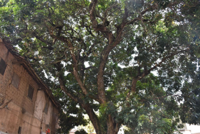 梅州市最美古树名木之龙眼树：五华县安流镇福岭村古龙眼树（群） 