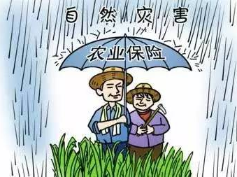 一季度农险保费收入同比增长264.78%！梅州农险高质量发展成效明显