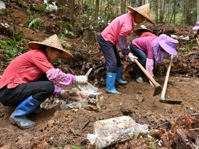 山林里种下“致富伞”！平远上举八社村村民：家门口实现奔康梦